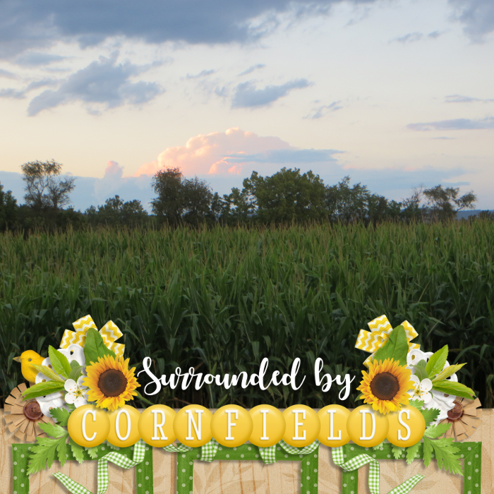 Surrounded by Cornfields