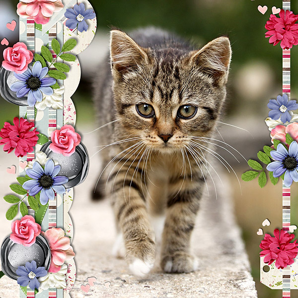 Sweet kitty