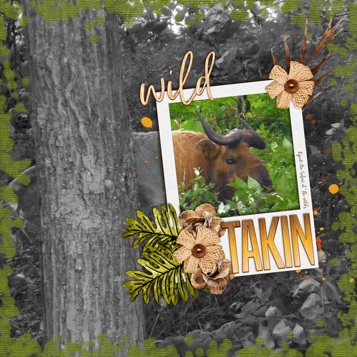 Takin at The Wilds
