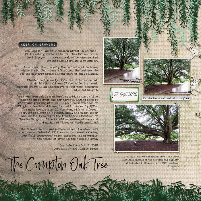 The Compton Oak Tree