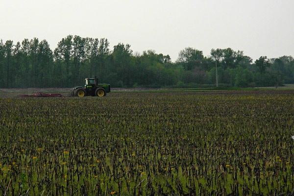 the field