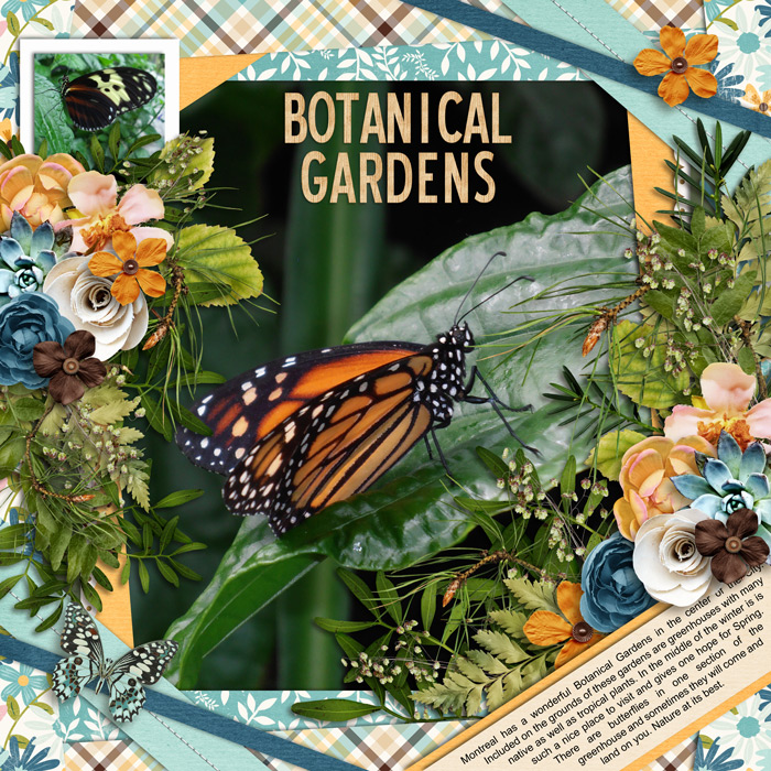 The monarch