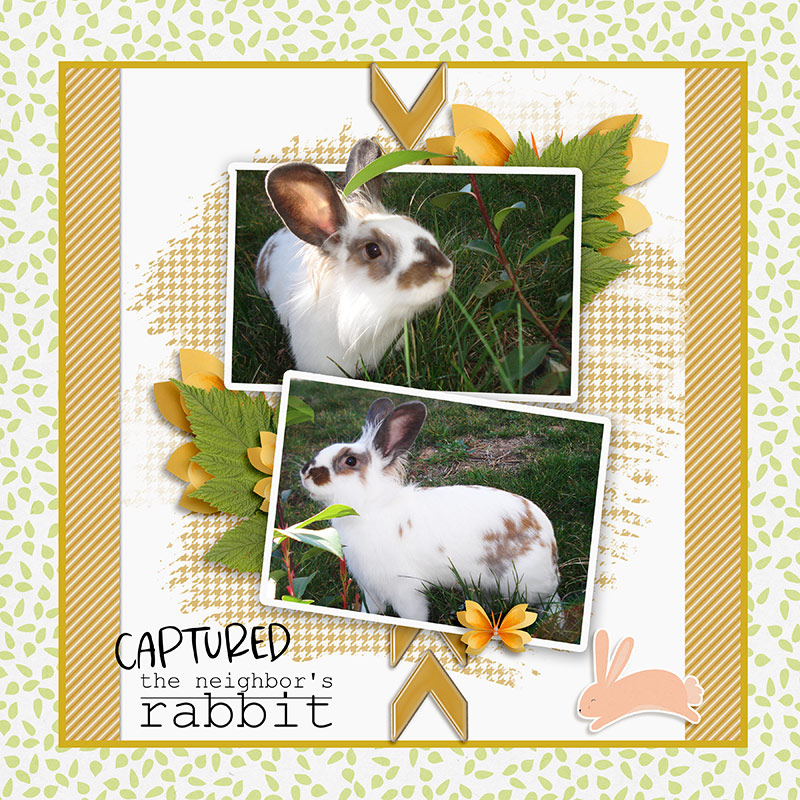 The neighbor's rabbit