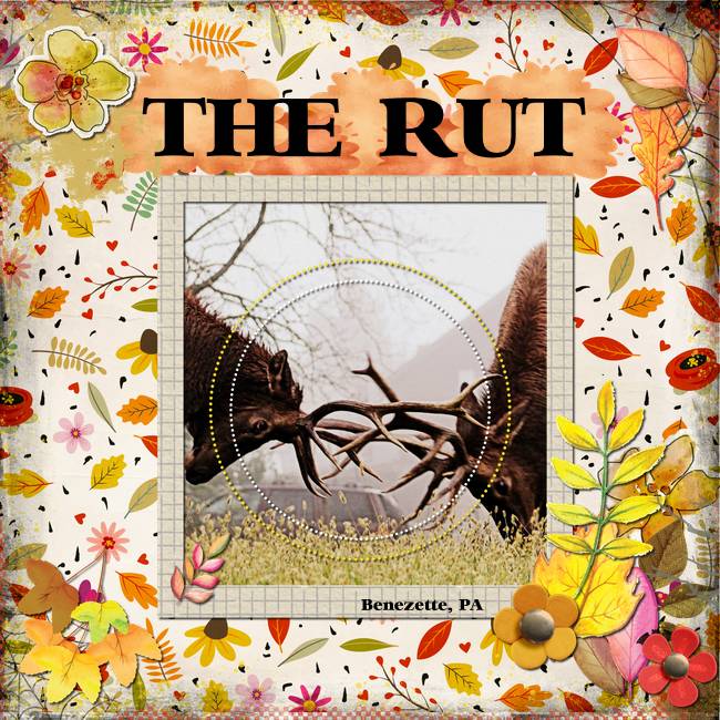 The Rut