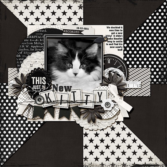 This Just In:  New Kitty