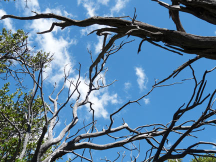 thru dead branches