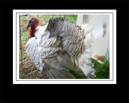Tom Turkey
