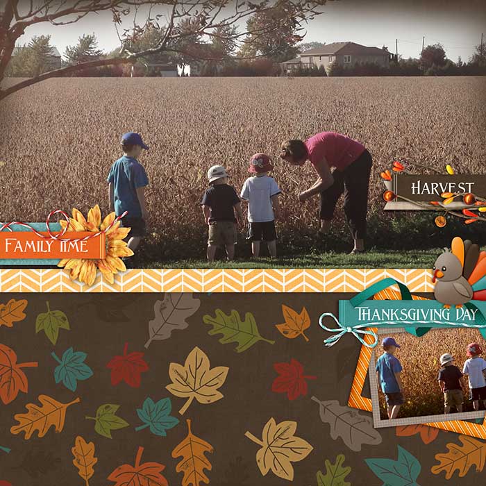 triscuit_harvest