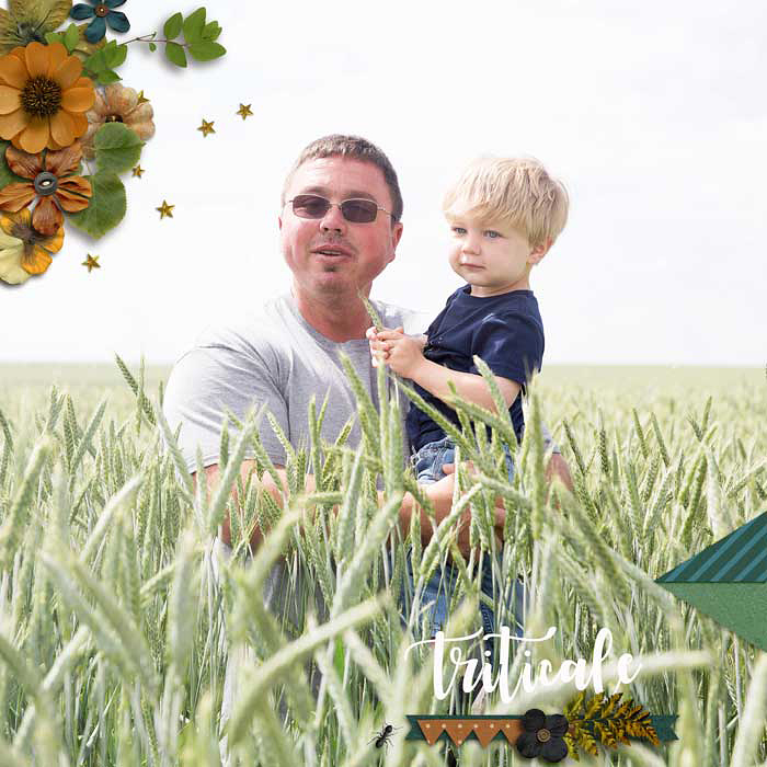Tritacale (left)
