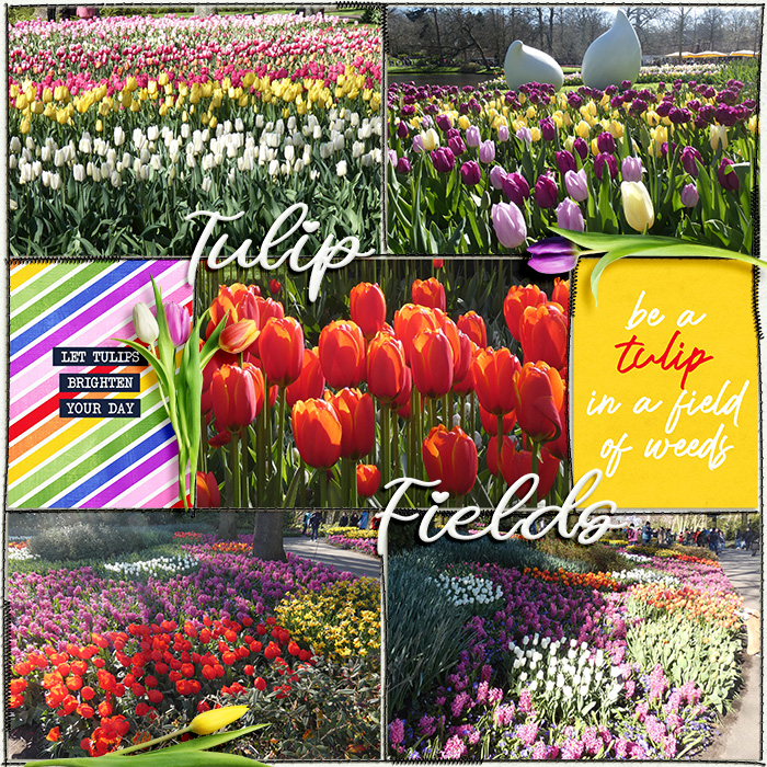 Tulip Fields