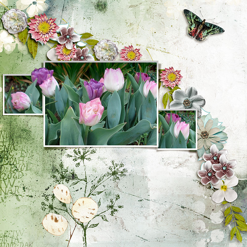 Tulipes