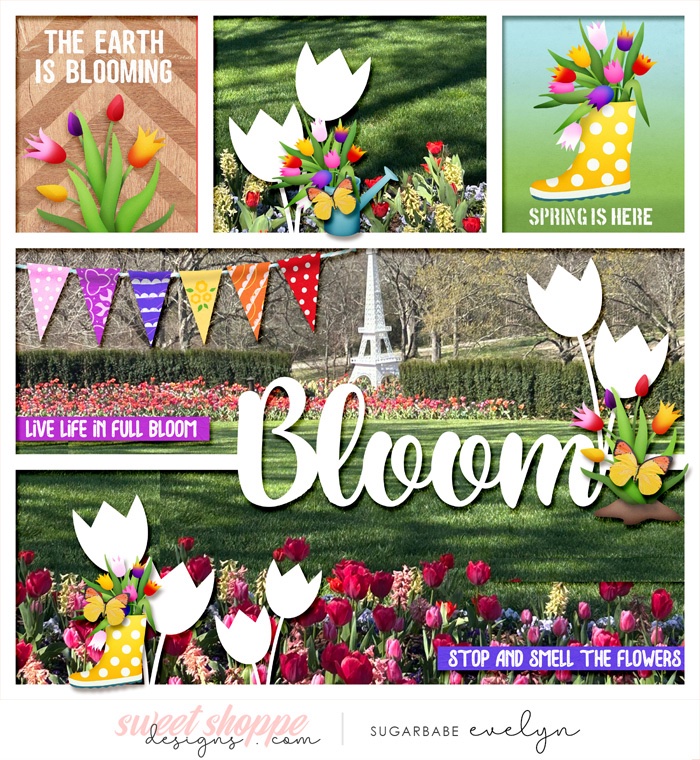 Tulips are Blooming