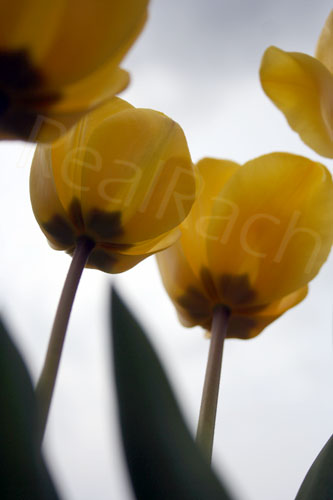 Tulips - PhotoChallenge RealRach