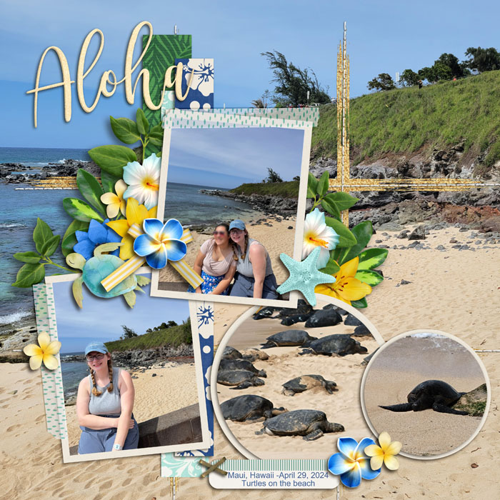 Turtles on the Beach