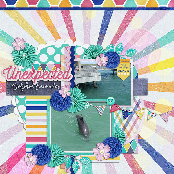 Unexpected Dolphin Encounter