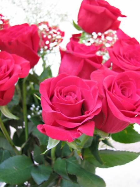V-Day Roses - Closeup (#2)