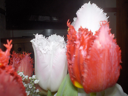 valentines flowers close