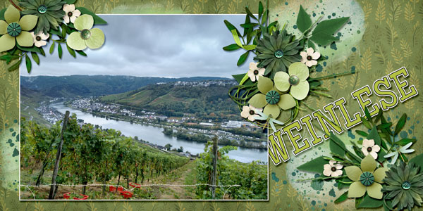vineyard