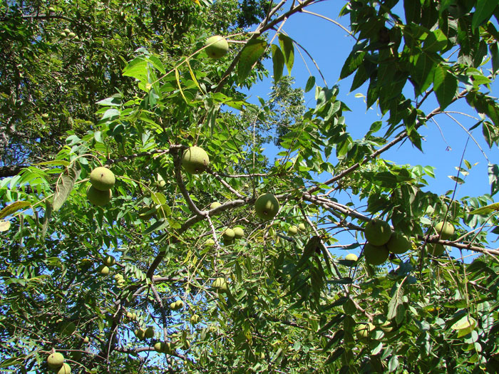 walnut season