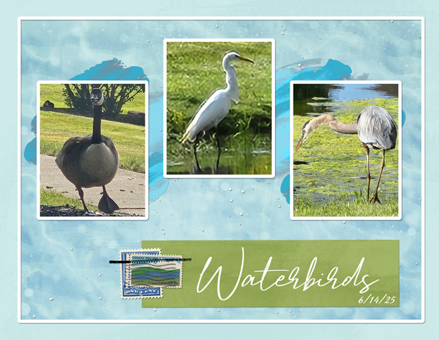 Waterbirds
