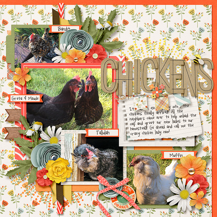 Welcome Chickens