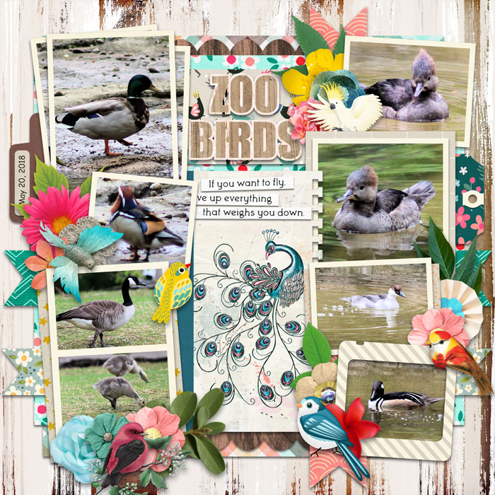 Zoo Birds
