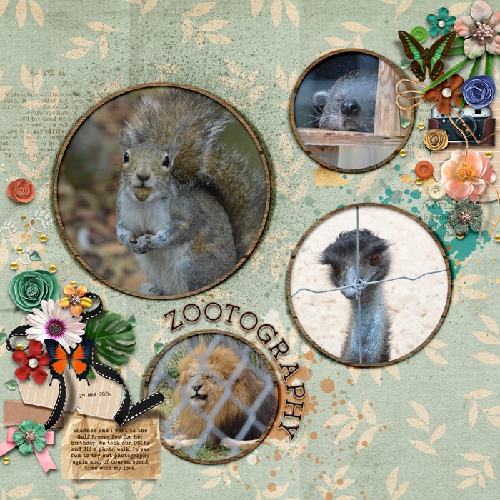 Zootography