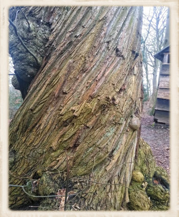Tree trunk with a twist