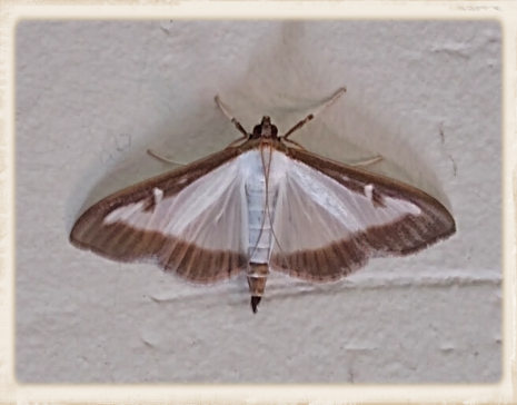 night butterfly