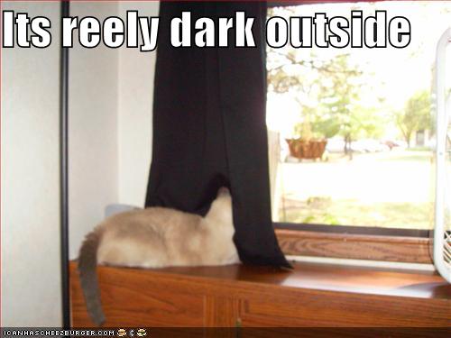 funny pictures cat thinks it is dark outside