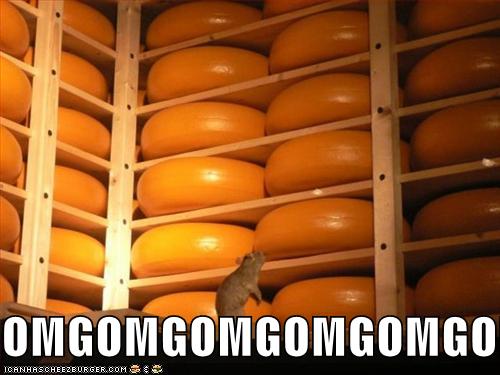 funny pictures mouse is in a room full of cheese