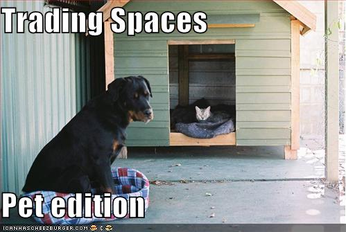 funny pictures the pet edition of trading spaces