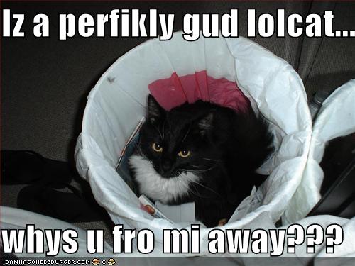 funny pictures your cat asks why you are throwing him away