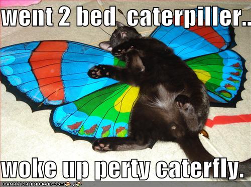 funny pictures caterpillar became beautiful caterfly