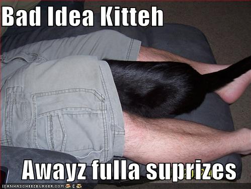 funny pictures bad idea cat is always full of surprises