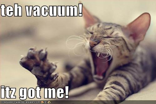 funny pictures cat has been taken by the vacuum