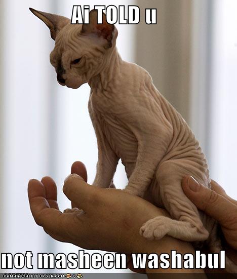 funny pictures cat is definitely not machine washable