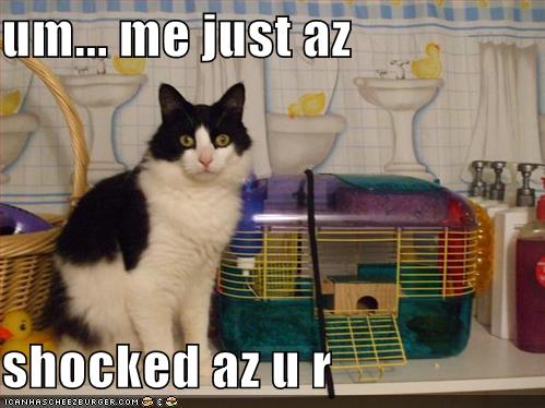 funny pictures cat is shocked that hamster is gone