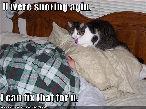 funny pictures cat is willing to fix your snores