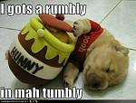 cute puppy pictures i got a rumbly