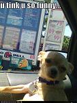 funny dog pictures chihuahua does not appreciate being taken to taco bell