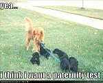 funny dog pictures dad dog wants a paternity test