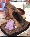 funny dog pictures dog and baby argue about whose fault it is