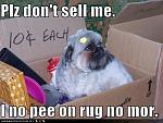 funny dog pictures dog asks to please not be sold