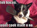 funny dog pictures dog asks you to cook the bacon