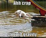 funny dog pictures dog is foiled by gravity