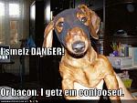 funny dog pictures superhero dog smells danger or maybe bacon