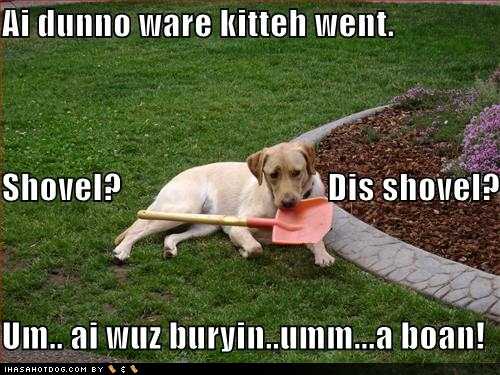 funny dog pictures ai dont know where kitteh