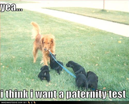 funny dog pictures dad dog wants a paternity test