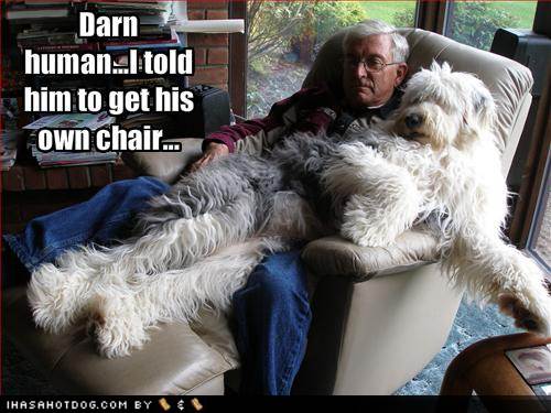 funny dog pictures darn human
